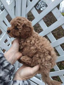 хлопчик мальтипу