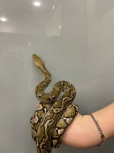 Сітчастий пітон, різні морфи