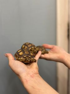 Сухопутна шпороносна черепаха, сухопутні черепашки