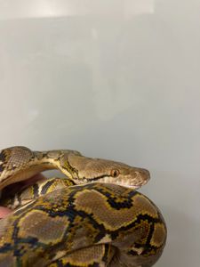 Сітчастий пітон, різні морфи