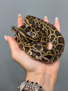 Тигровий пітон, маленькі та підрощені пітони