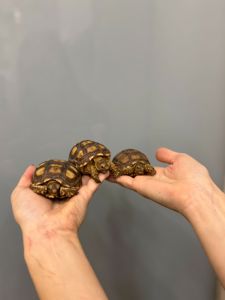 Сухопутна шпороносна черепаха, сухопутні черепашки