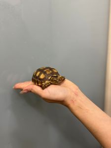 Сухопутна шпороносна черепаха, сухопутні черепашки