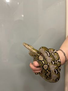 Сітчастий пітон, різні морфи