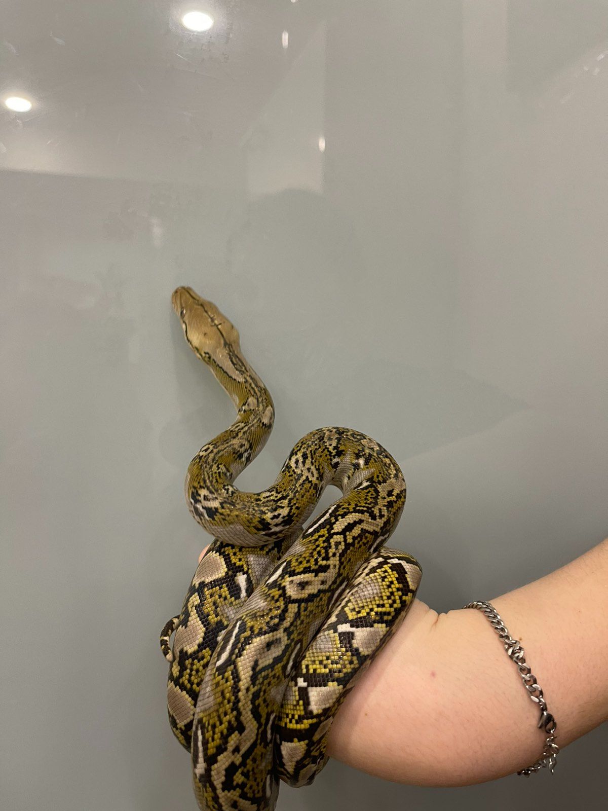 Сітчастий пітон, різні морфи