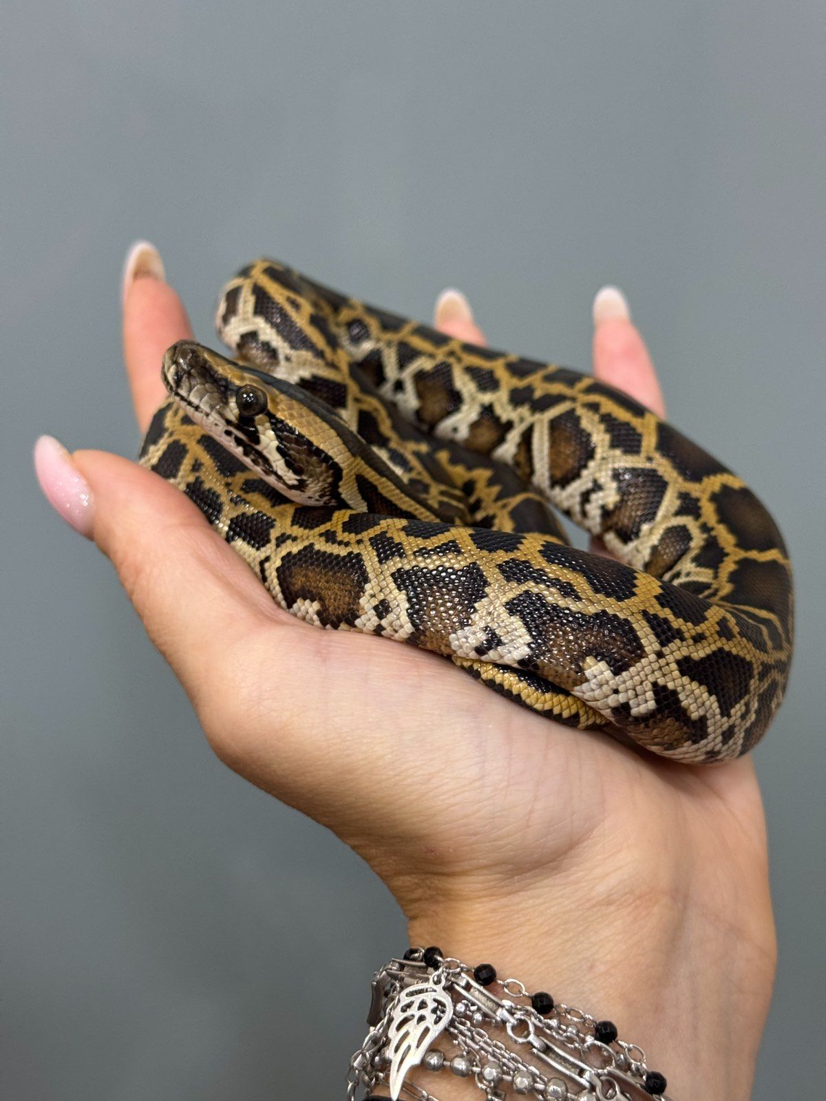 Тигровий пітон, маленькі та підрощені пітони