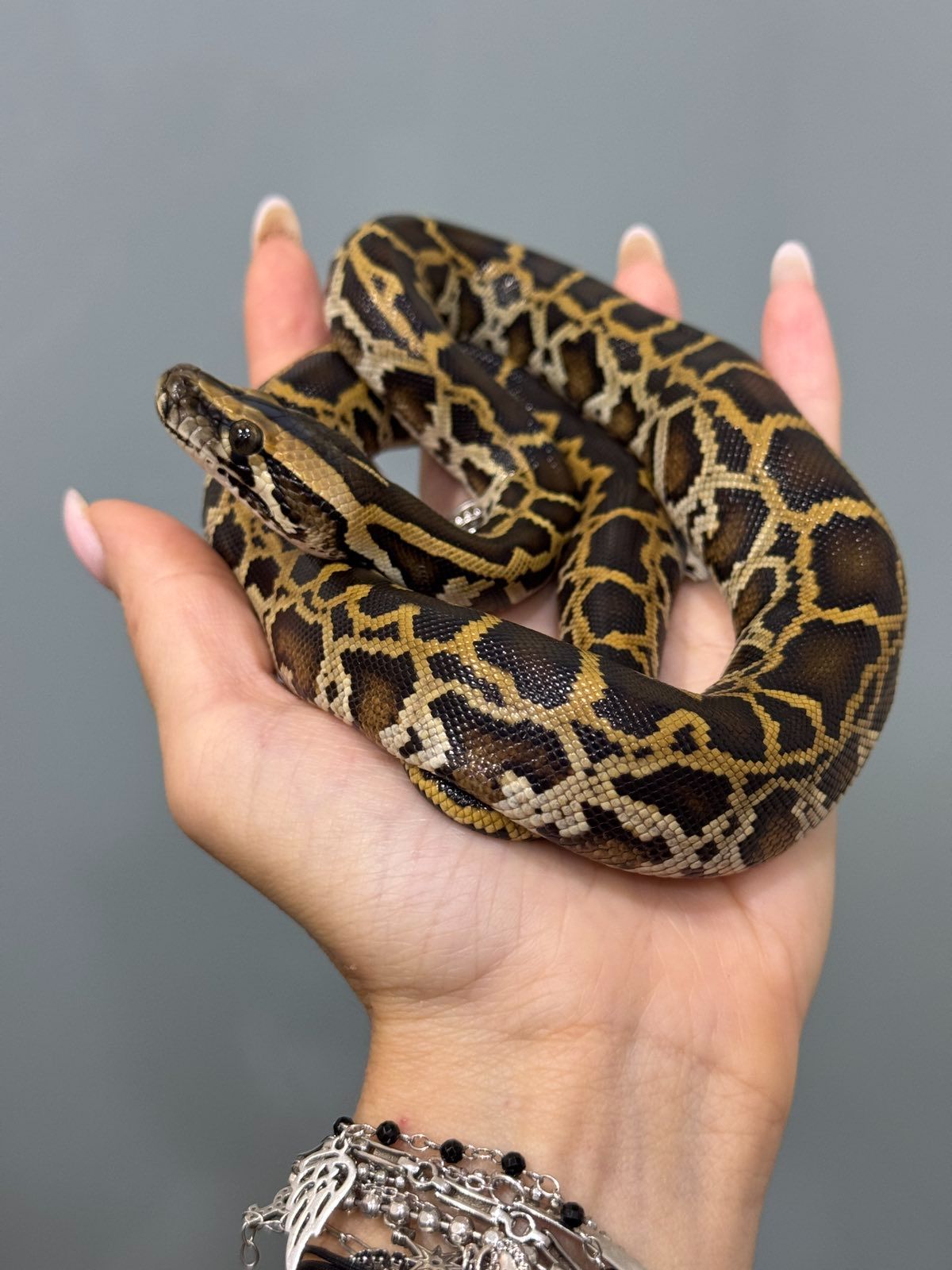 Тигровий пітон, маленькі та підрощені пітони