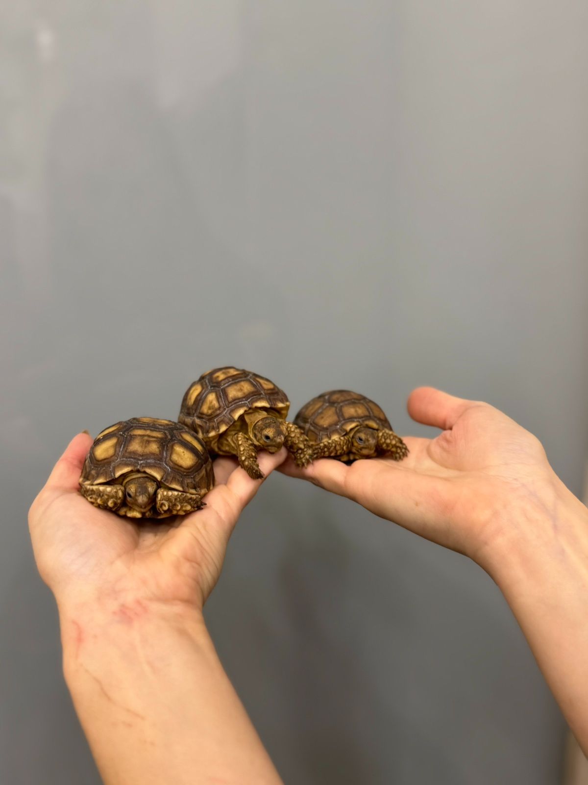 Сухопутна шпороносна черепаха, сухопутні черепашки