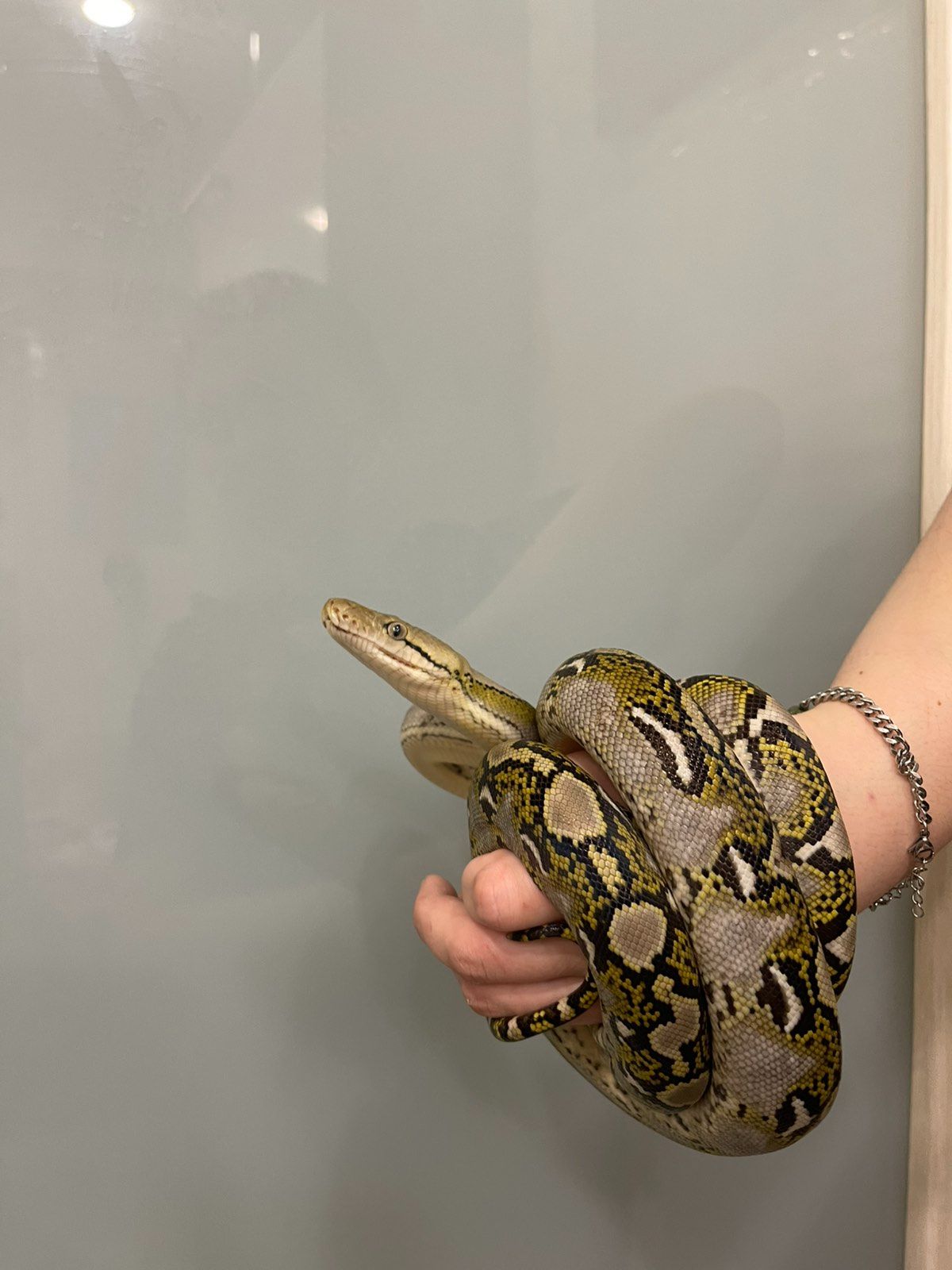 Сітчастий пітон, різні морфи