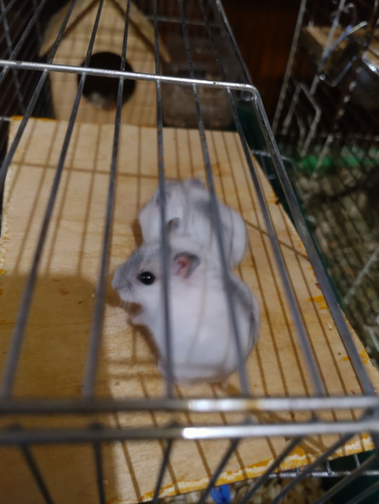 Хомяки джунгарские