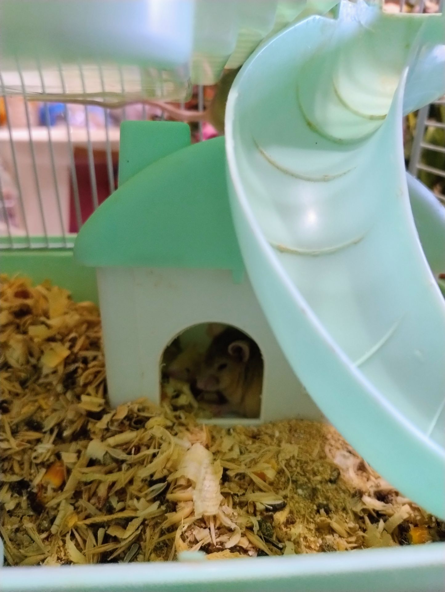 Мишка декоративна