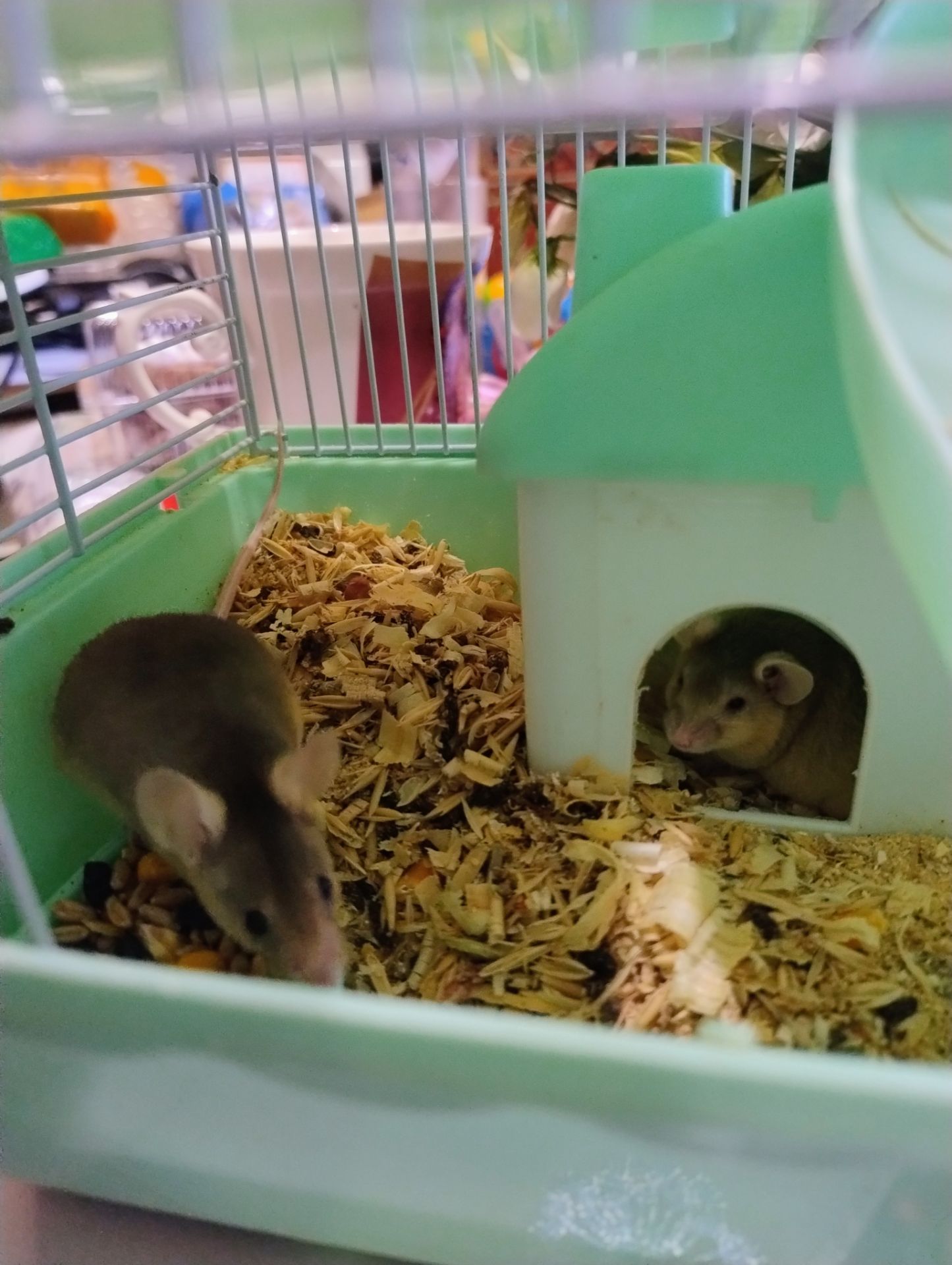 Мишка декоративна