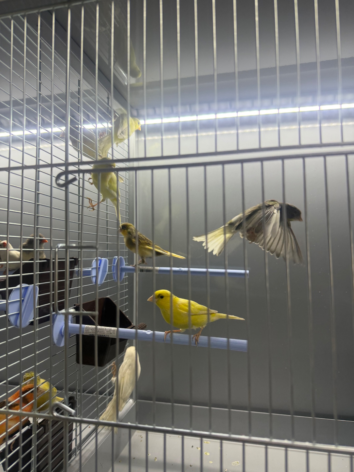 Канарейка самці та самки