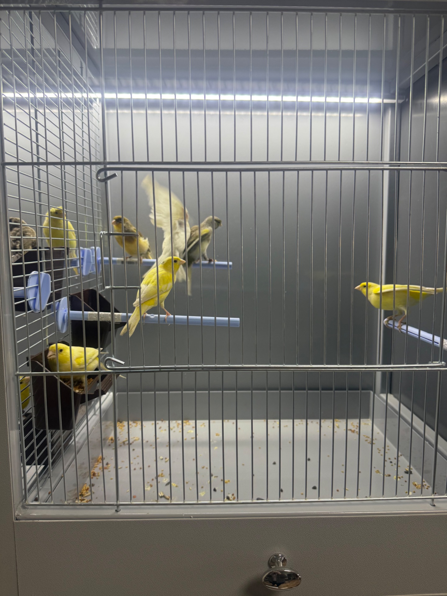 Канарейка самці та самки