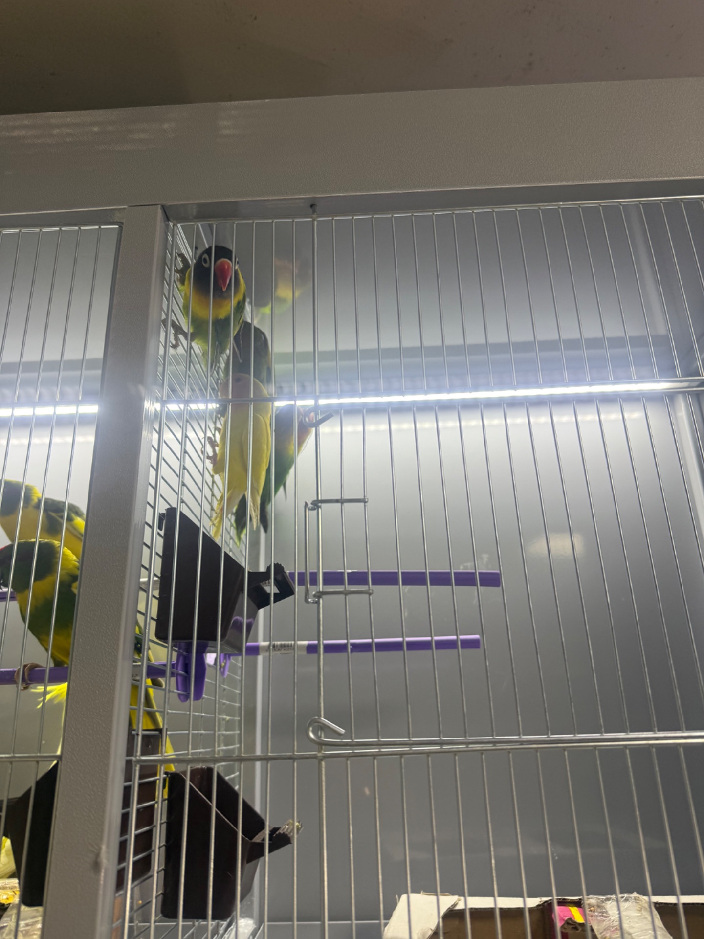 Нерозлучники пара