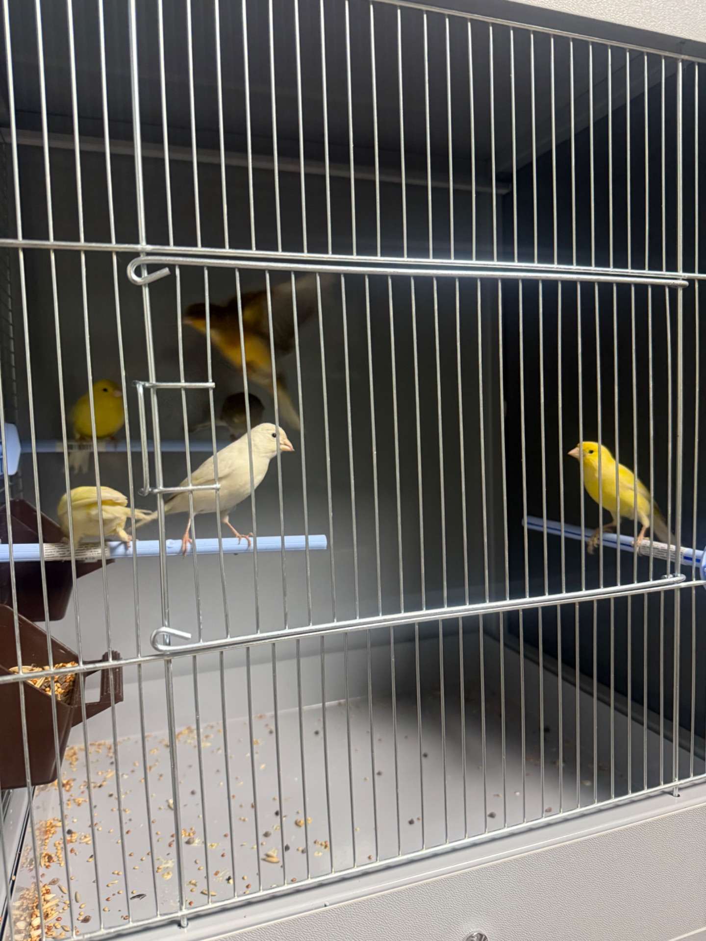 Канарейка самці та самки