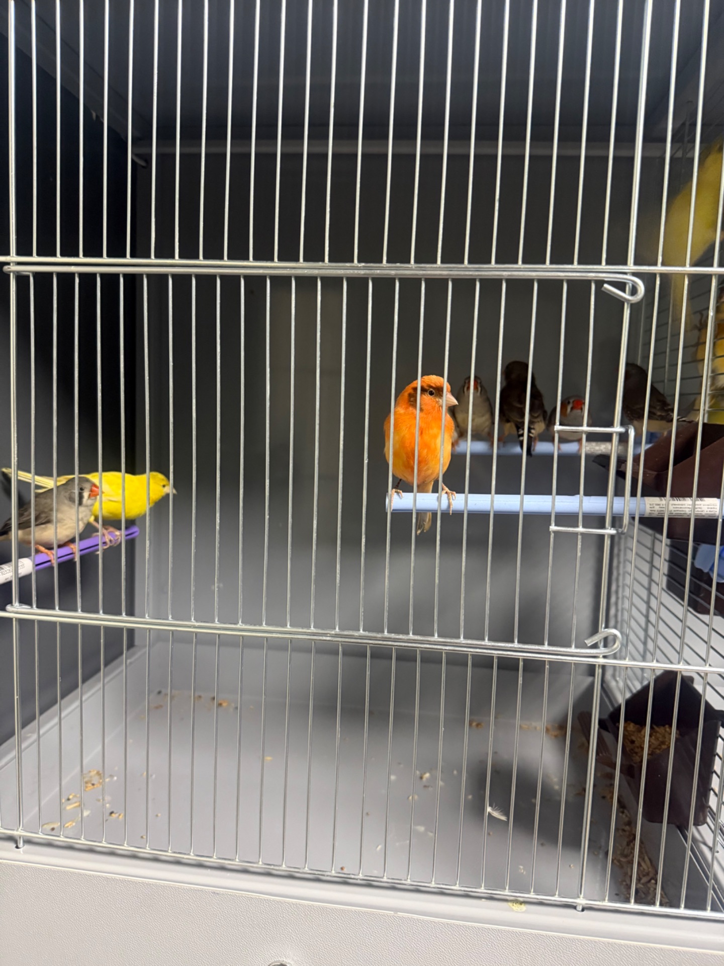 Канарейка самці та самки