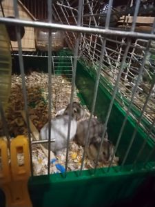 Хомяки джунгарские