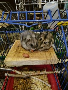 Хомяки джунгарские