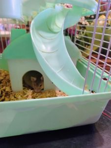 Мишка декоративна