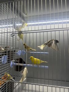 Канарейка самці та самки