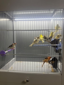 Канарейка самці та самки