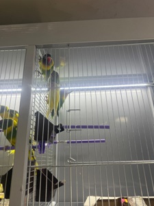 Нерозлучники пара