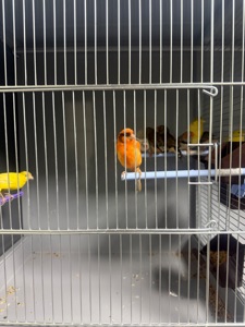 Канарейка самці та самки