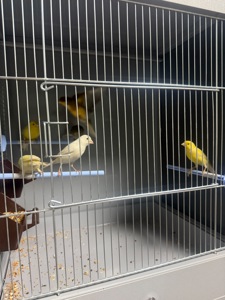 Канарейка самці та самки