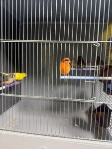 Канарейка самці та самки