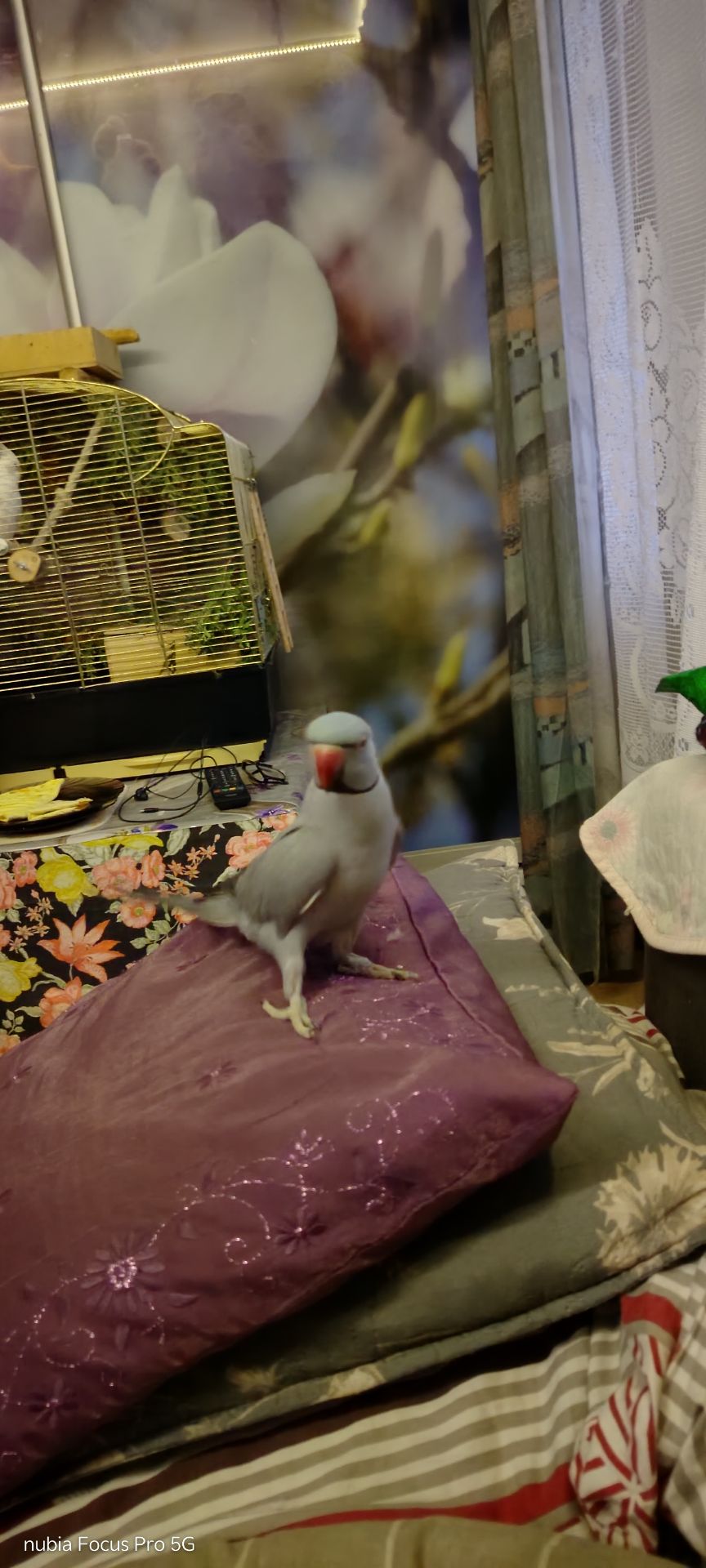 ОБМІН ПАРА ♥️. Ожерелові 💚 папуги