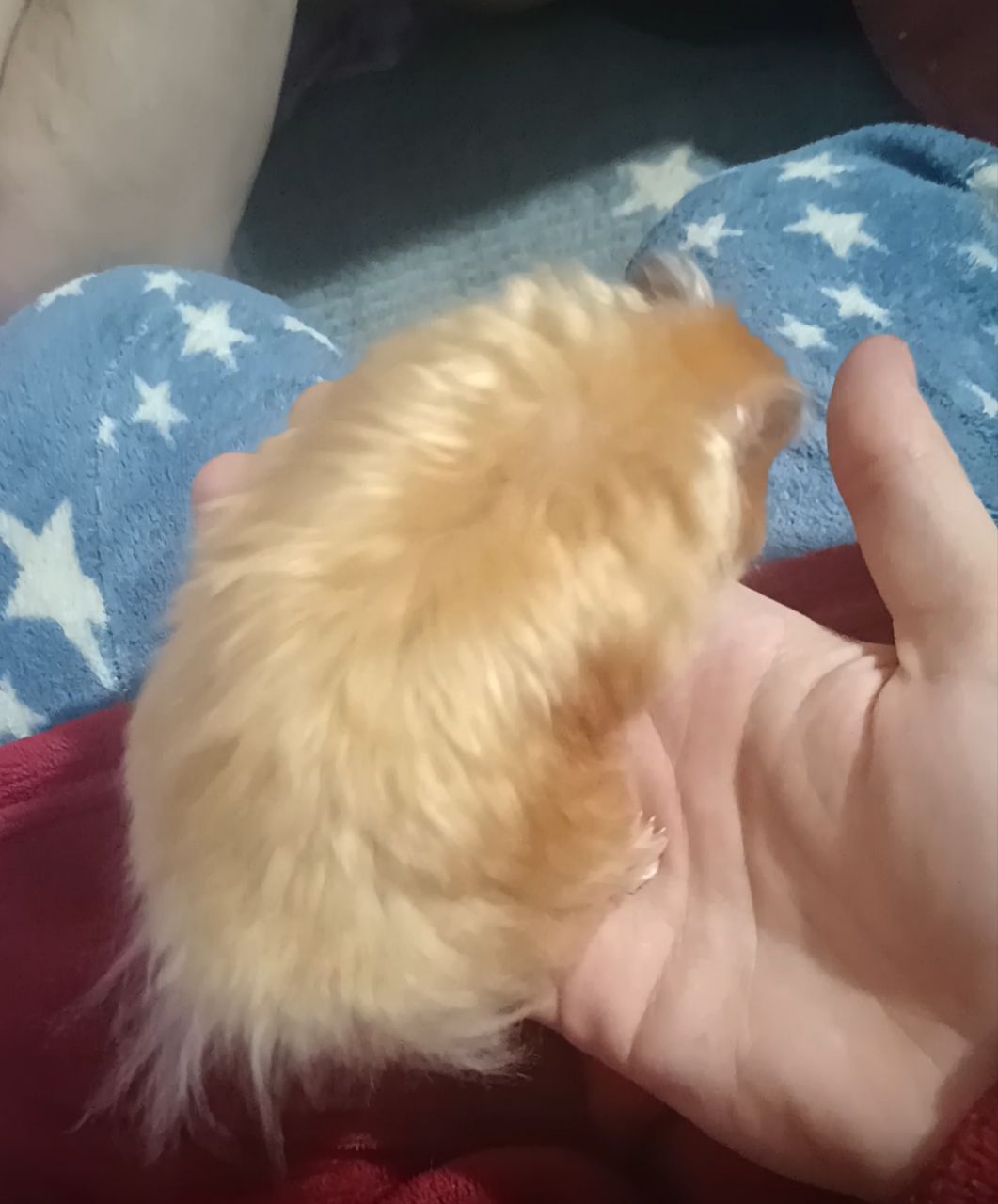 Отдам сирийского хомяка