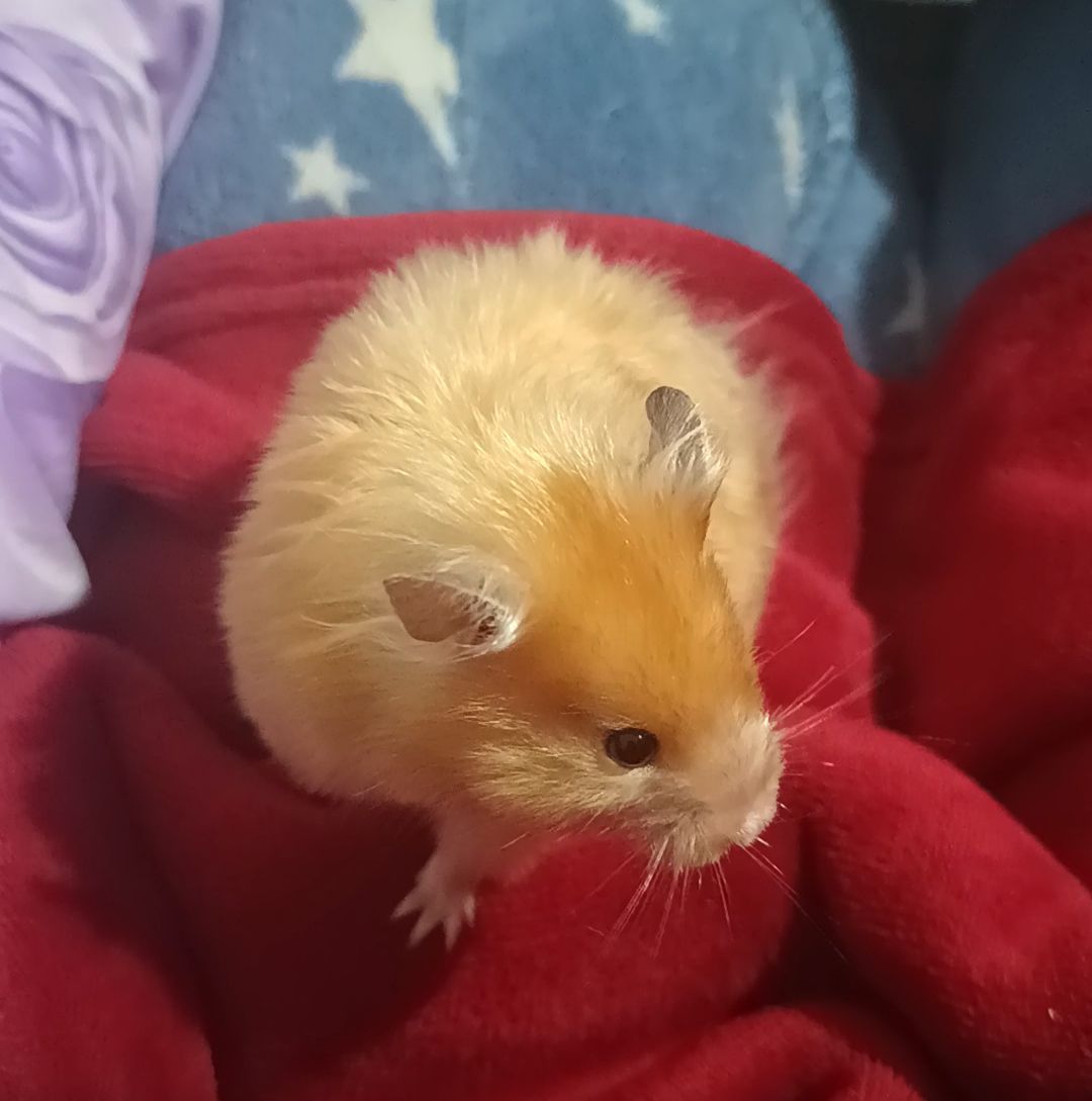 Отдам сирийского хомяка
