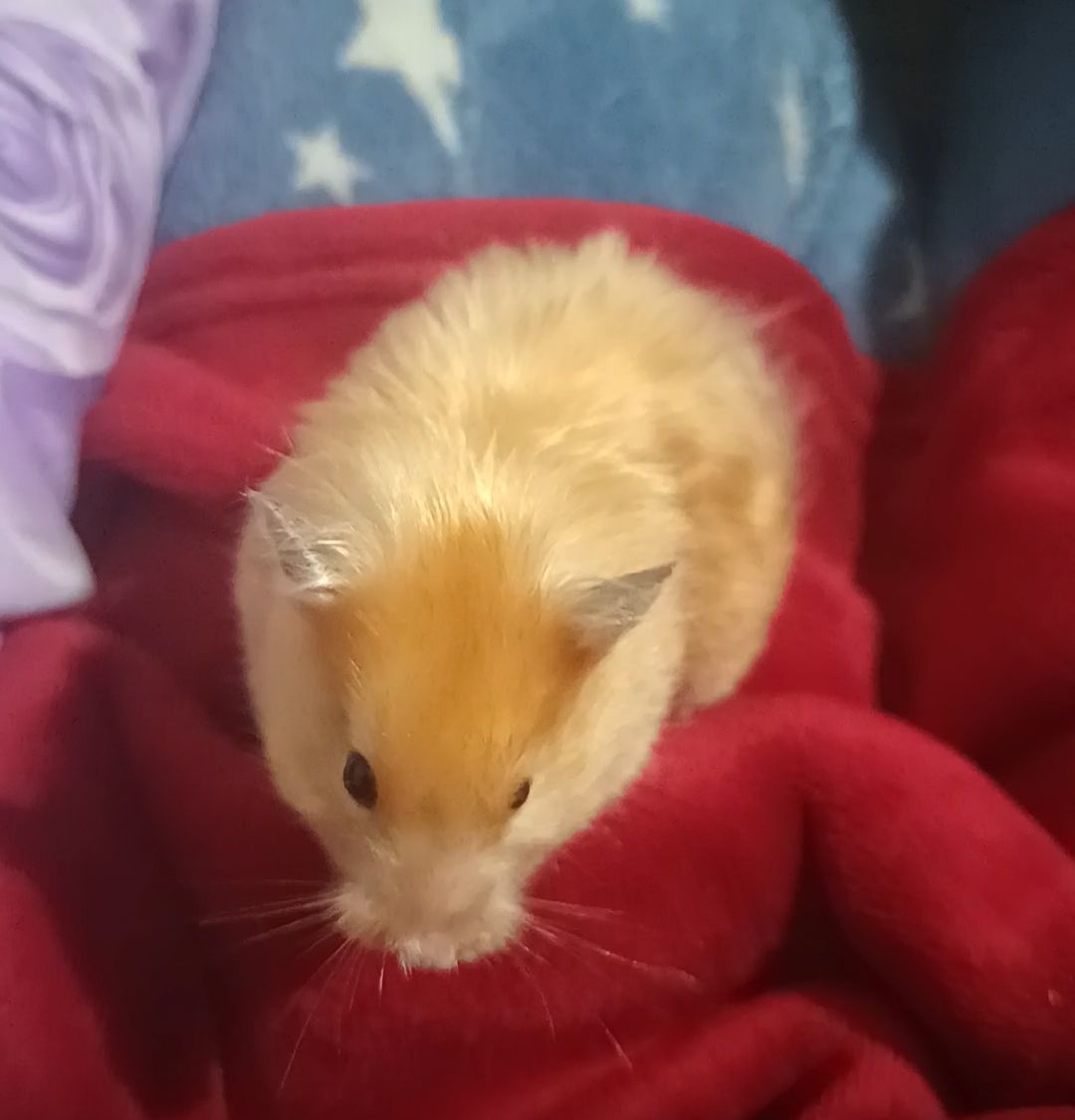 Отдам сирийского хомяка