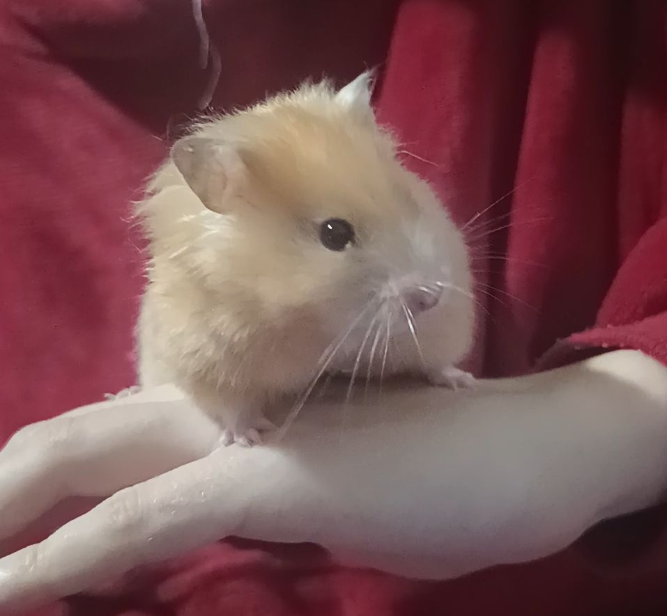 Отдам сирийского хомяка
