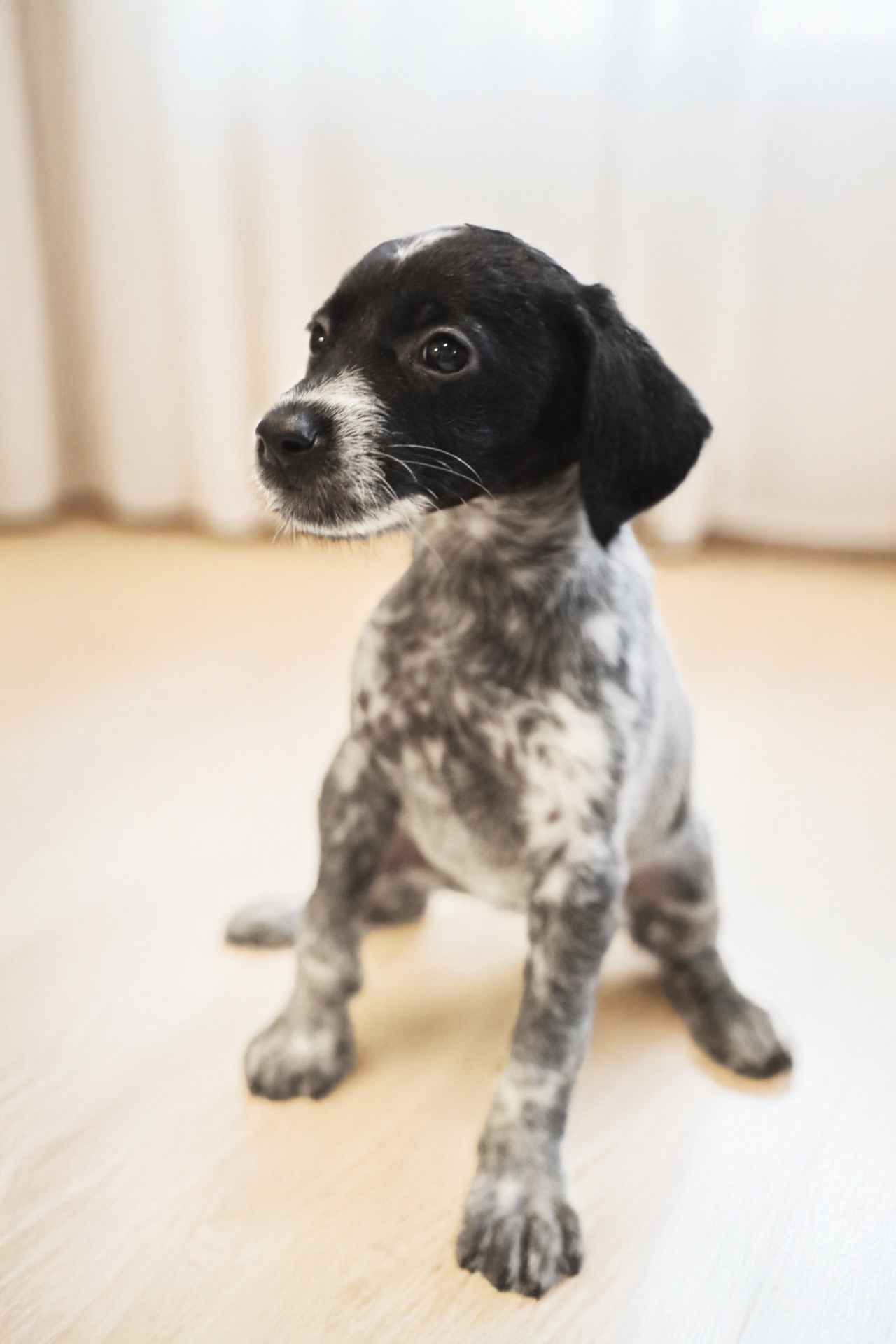 Метис дратхаара