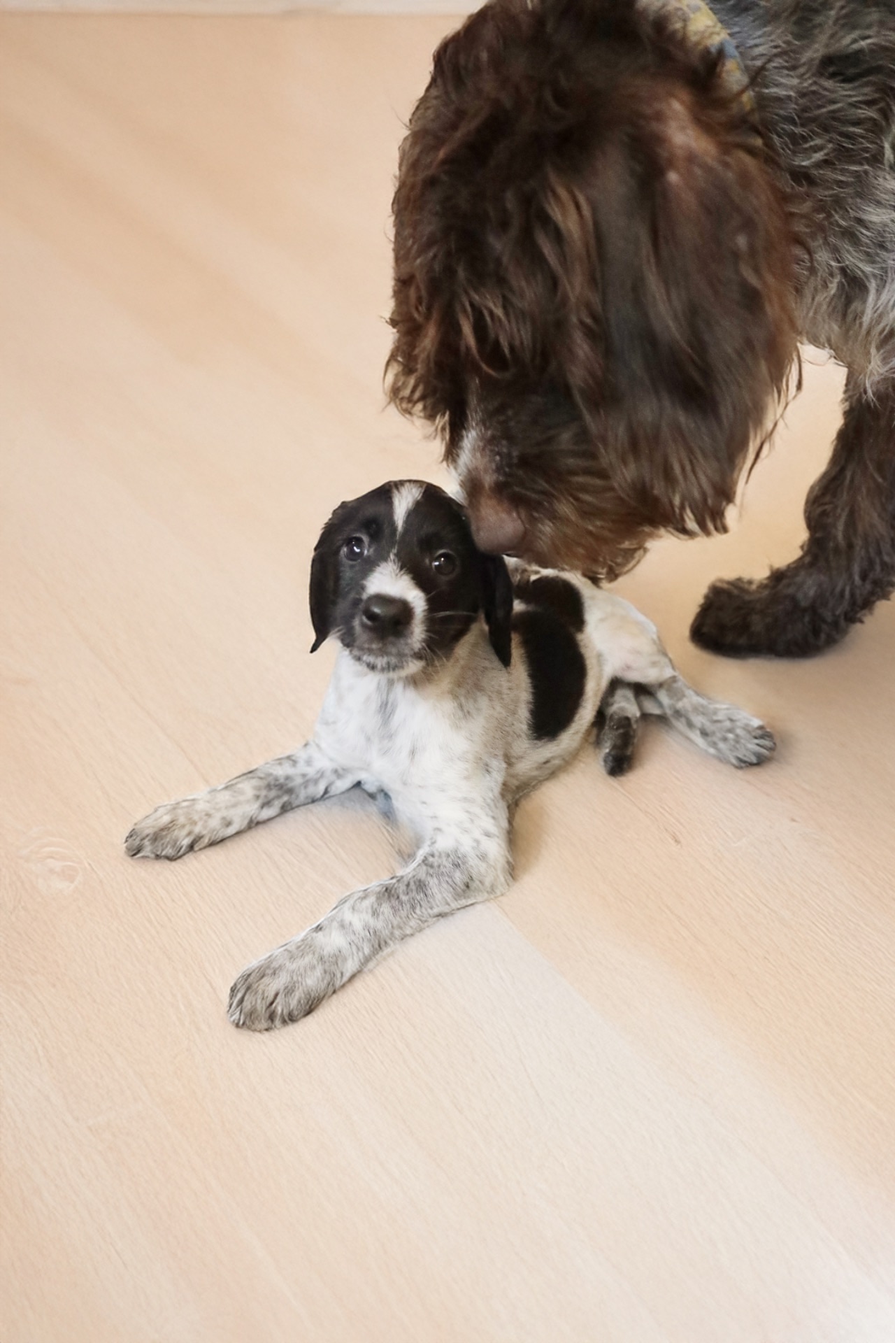 Метис дратхаара