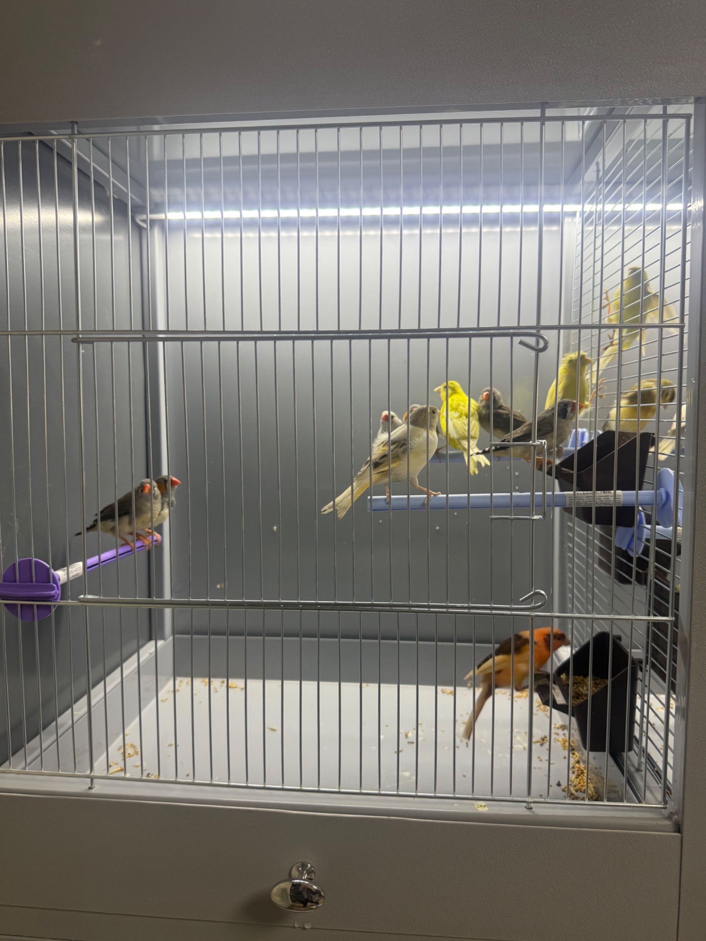 Зеброві амадіни