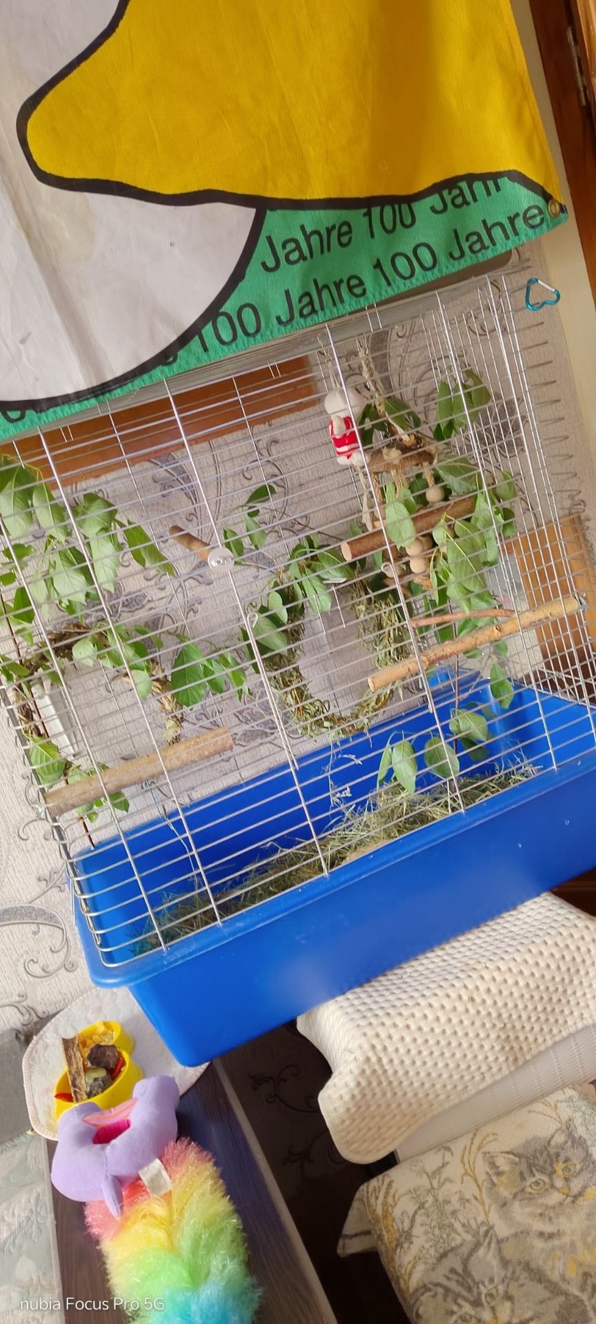 ОБМІН ПАРА ♥️. Ожерелові 💚 папуги