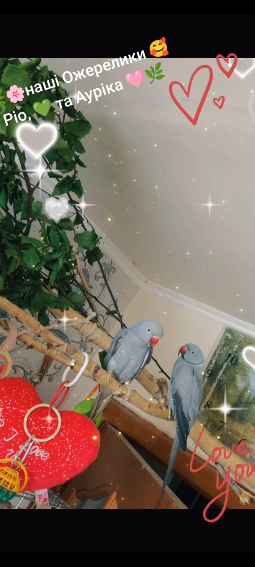 ОБМІН ПАРА ♥️. Ожерелові 💚 папуги