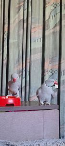 ОБМІН ПАРА ♥️. Ожерелові 💚 папуги