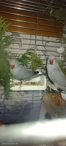 ОБМІН ПАРА ♥️. Ожерелові 💚 папуги