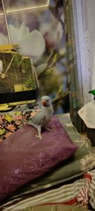 ОБМІН ПАРА ♥️. Ожерелові 💚 папуги