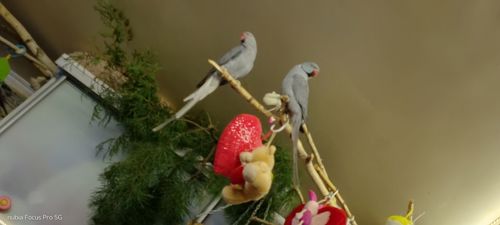 ОБМІН ПАРА ♥️. Ожерелові 💚 папуги