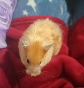 Отдам сирийского хомяка