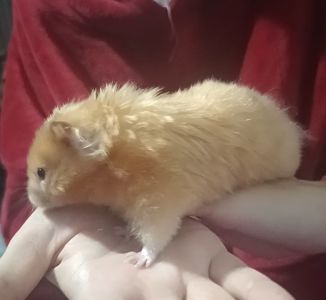 Отдам сирийского хомяка