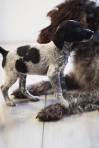 Метис дратхаара