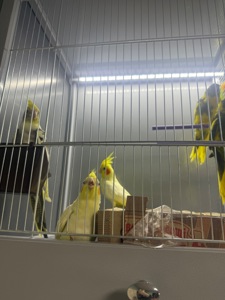 Корела самці, самки