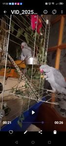 ОБМІН ПАРА ♥️. Ожерелові 💚 папуги