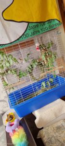 ОБМІН ПАРА ♥️. Ожерелові 💚 папуги